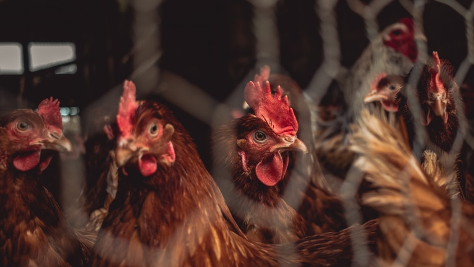 Melbourne KFC Accused Of Animal Abuse By Persistent Vegan Protestor