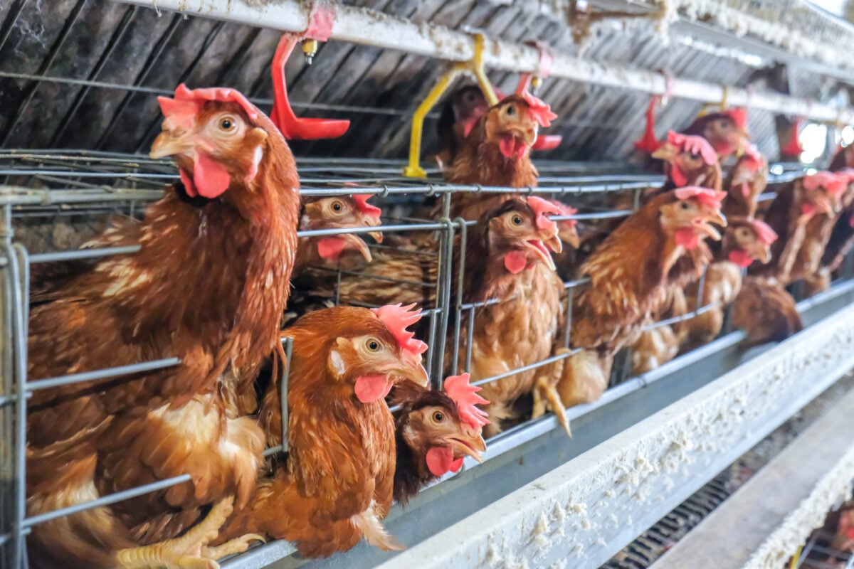 Photo shows a row of factory farmed chickens in a metal cage