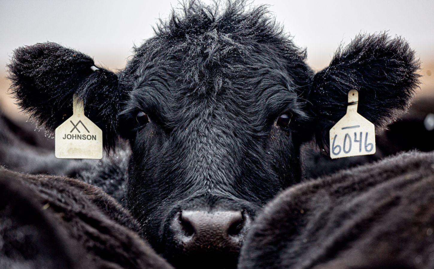 Photo shows a close up of a large black cow or bull looking over the backs of other cattle at the camera
